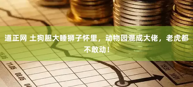 道正网 土狗胆大睡狮子怀里，动物园混成大佬，老虎都不敢动！